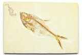 Detailed Fossil Fish (Diplomystus) - Wyoming #372294-1